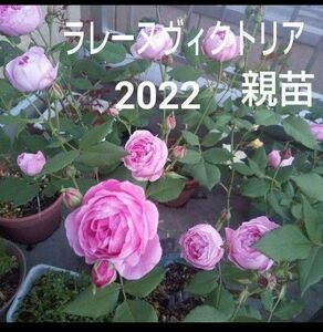 ② ラレーヌビクトリア バラ 苗 2年生 蕾付き 咲いちゃいますよー