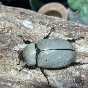 [BFとと]N37 グラントシロカブト 成虫ペア ♂71mm♀49mm 大型ホワイト系 ★♂♀美体★の画像7