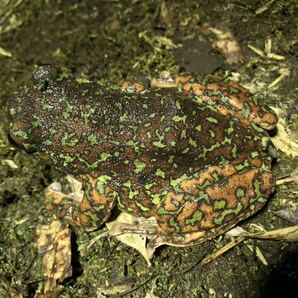 モリアオガエル♀ベタ塗り迷彩 特大サイズの画像1