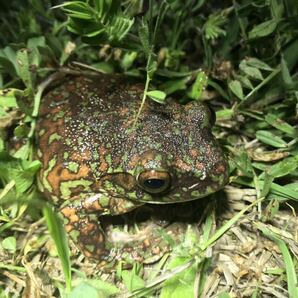 モリアオガエル♀ベタ塗り迷彩 の画像1