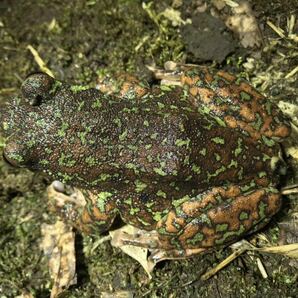 モリアオガエル♀ベタ塗り迷彩 特大サイズの画像3