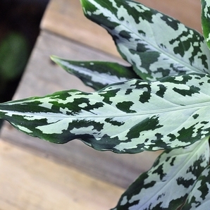 アグラオネマ ピクタム ”子”【無限∞草series】NO.1 Aglaonema pictum の画像2