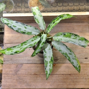 アグラオネマ ピクタム ”エンドア”【LA0915-03j】LA便 ネームド株 Aglaonema pictumの画像1