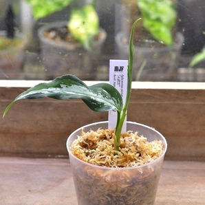 アグラオネマ ピクタム "天叢雲" 【LA0613-00】LA便 ネームド株 Aglaonema pictumの画像3