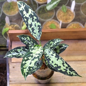 アグラオネマ ピクタム ”エコーズ”UC【AZ0611-3】 Aglaonema pictum の画像1