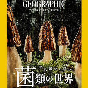 ●ナショナルジオグラフィック2024年4月号「菌類の世界」特集号 中古 送料無料！の画像1