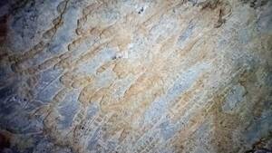 日本の化石　宮崎県五ヶ瀬町産、シルル紀のサンゴ岩体
