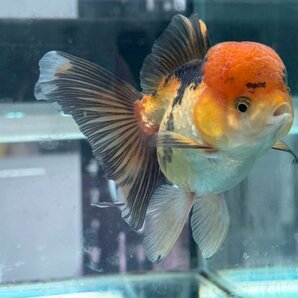 金魚 ライオンヘッド パンダ オランダ 極上 12㎝前後の画像4