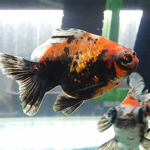 中国産 金魚 出目金 ショートテール 極上 12㎝前後の画像7