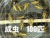 L 成虫100匹+保20% ヨーロッパイエコオロギ　ゆうパック　フタホシコオロギよりかわいいイエコ・_画像1