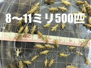 コオロギSサイズ8〜11mm500匹+保20% ヨーロッパイエコオロギ　ゆうパック！フタホシコオロギより黄土色でかわいいイエコです