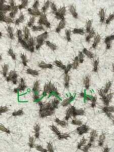  pin head 500 pcs +20% live bait Europe i eko orogikoorogi