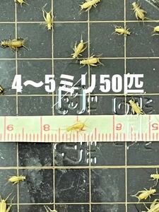 4mm-5mm 50匹+20％　生き餌ヨーロッパイエコオロギ　ネコポス　フタホシコオロギより黄土色でかわいいイエコ