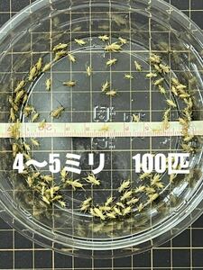 4mm-5mm 100匹+20％　生き餌ヨーロッパイエコオロギ　ネコポス　フタホシコオロギより黄土色でかわいいイエコ