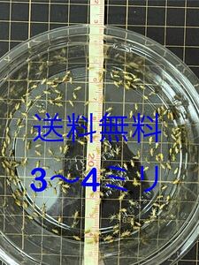 3mm-4mm 1000匹+20％　生き餌ヨーロッパイエコオロギ