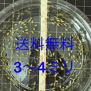 3mm-4mm 200匹+20％ コオロギ生き餌ヨーロッパイエコオロギの画像1