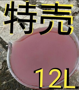 特別価格。激安。濃厚　PSB(光合成細菌)　2L×6本 12L。メダカ　めだか　金魚　グリーンウォーター　ミジンコ　ゾウリムシ