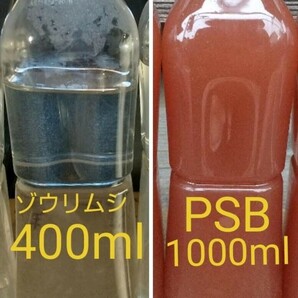 ゾウリムシ　400ml&　PSB(光合成細菌)1000ml。メダカ　金魚 針子 金魚 錦鯉　ミジンコ