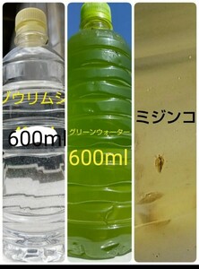ゾウリムシ培養液　600ml&　天然グリーンウォーター　600ml&　ミジンコ培養水(100匹くらい)。