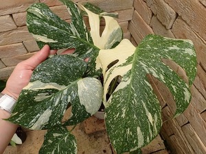 モンステラ　デリシオーサ　特選美麗斑 硝子白点(Monstera deliciosa var Glass white spot variegata)