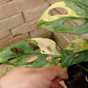 マドカズラ アダンソニー 黄斑(Monstera adansonii Yellow variegata)の画像2