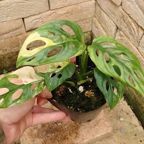 マドカズラ アダンソニー 黄斑(Monstera adansonii Yellow variegata)の画像1