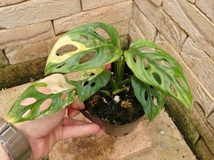 madokazlaa Dan Sony желтый .(Monstera adansonii Yellow variegata)