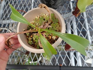 食虫植物　ネペンテス　Nepenthes lowii x ventricosa-red 