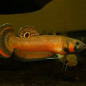 【自家繁殖】ベタ・マクロストマ サラワク ローズレッド F3稚魚（全長約3cm） 4匹 【ワイルドベタ】の画像5