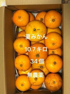 ★送料無料★匿名★夏みかん 10.7キロ 約34個★無農薬･自家栽培★甘夏、家庭用★10.7キロ★10kg★即決