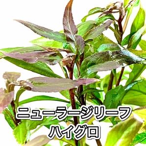 水草 8種セット 送料無料の画像5