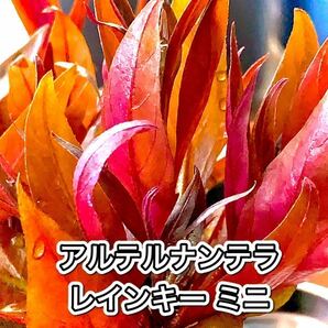 水草 8種セット 送料無料の画像2