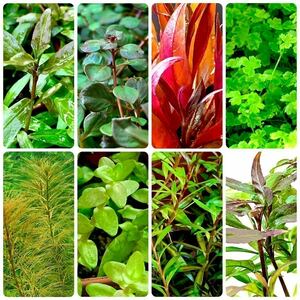  water plants 8 kind set free shipping 
