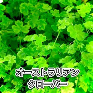 水草 8種セット 送料無料の画像8