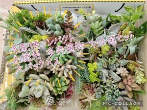 宅配便コンパクト☆お徳用 多肉植物 カット苗セット 大パック×2 箱いっぱい