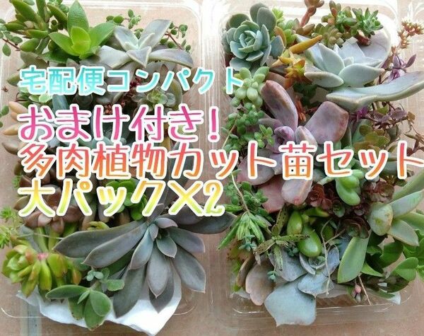 宅配便コンパクト☆お徳用 多肉植物 カット苗セット 大パック×2