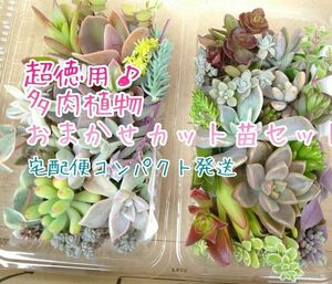 宅配便コンパクト☆お徳用 多肉植物 カット苗セット 大パック×2 箱いっぱい