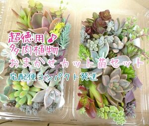 宅配便コンパクト☆お徳用 多肉植物 カット苗セット 大パック×2