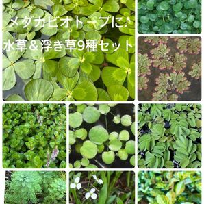 メダカビオトープにピッタリ　水草＆浮き草9種セット　今だけ班入りホテイアオイ付き