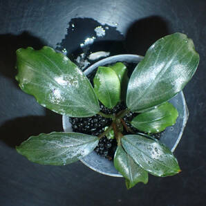Bucephalandra sp. Pearl gray パールグレイ【TEAM BORNEO】の画像4