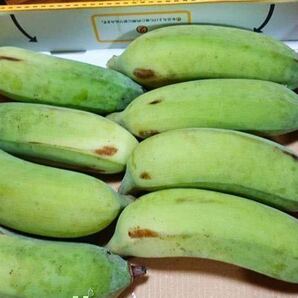 入手困難！！キングオブバナナ！農薬不使用！！沖縄産ナムワバナナおまかせコンパクトでお届け！！の画像5