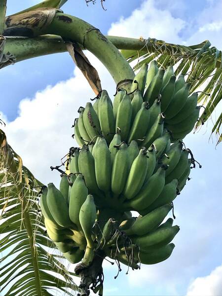 沖縄本島北部やんばる産　アップルバナナ 大型果実種！株分苗