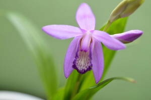 最新花のチャボシラン、藤色濃色紫舌タイプ、S