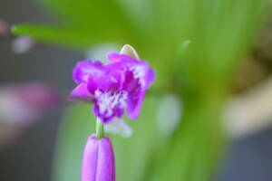 最新花のチャボシラン、紫花色三蝶咲きタイプ16