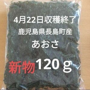 4月22日収穫終了 鹿児島県長島町産 あおさ あおさのり 乾燥あおさ