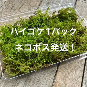 ハイゴケ1パックネコポス発送！　天然苔　苔玉　苔盆栽　苔テラリウム