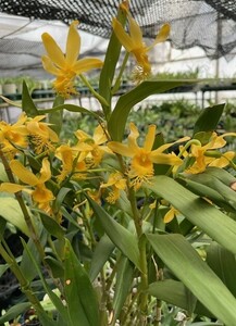 T♪洋蘭　 Dendrobium brymerianum　その２　 デンドロビューム　 洋ラン