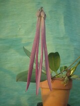 T♪洋蘭　Bulbophyllum plumatum 洋ラン_画像1