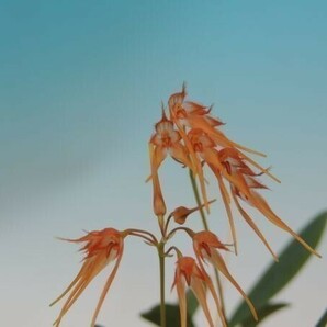 T♪小型洋蘭   Bulbophyllum taiwanense  洋ランの画像1