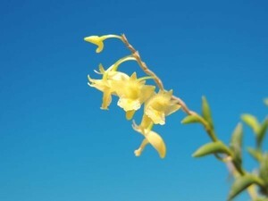 T♪洋蘭　Dendrobium subulatum デンドロビューム　 洋ラン